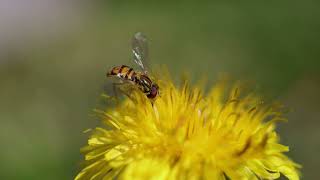 Hoverfly on a Dandelion [upl. by Eseerehc]