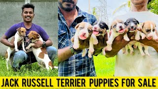 Cute Jack Russell Terrier Puppies For Sale  Jack Russell in Malayalam  Dog Farming in Kerala [upl. by Kramal]