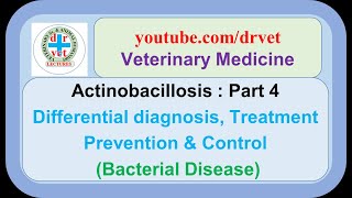 Actinobacillosis Part 4 Differential diagnosis treatment prevention [upl. by Janean850]