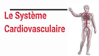 Le système cardiovasculaire [upl. by Eusassilem]