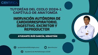 Sistema simpático y sistema parasimpático  TUTORÍA DE MORFOFISIOLOGÍA ANATOMÍA 100724 [upl. by Reinald933]