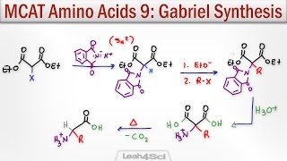 Gabriel Malonic Ester Synthesis of alpha Amino Acids [upl. by Knox464]