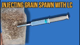 How To Inoculate Sterilized Grain Spawn Bags Still Air Box  FlowHood [upl. by Rolfston]