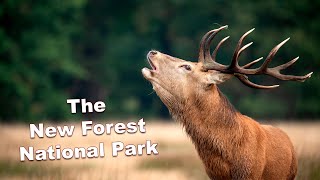 The New Forest National Park [upl. by Pros]