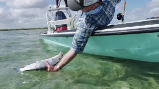 Bonefish on the Flats Andros Island The Bahamas [upl. by Ydde]