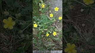 Hoary Cinquefoil Silver Cinquefoil Silvery Cinquefoil SilverLeaf Cinquefoil Potentilla Argentea [upl. by Aydidey]