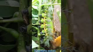 Saturniidae  Automeris metzlisaturniidae caterpillar automeris polilla moth [upl. by Harp759]