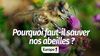 POURQUOI DEVONSNOUS SAUVER LES ABEILLES [upl. by Latricia769]