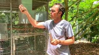 Secret To Breed Parrots  Expert Advice breeding birds [upl. by Spearing]