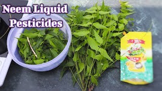 How to make Natural and free pesticide for any plants  Make Organic Neem Pesticide at Home [upl. by Medeah439]