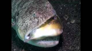 Lizardfish vs Filefish [upl. by Karee]