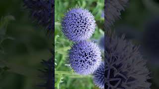 Southern Globethistle Echinops ritro  Observed in Description [upl. by Nyliret]