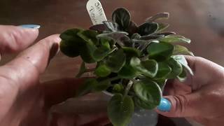 How to remove suckers and clean up an african violet major haircut [upl. by Rimaa611]