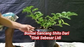 Cara Membuat Bonsai Sancang Shito Dari Stek Sebesar Lidi 🔥🔥🔥 [upl. by Nnadroj]