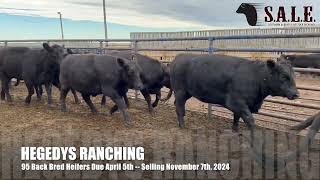 HEGEDYS RANCHING 95 Black Bred Heifers Due April 5th [upl. by Atnauqal250]