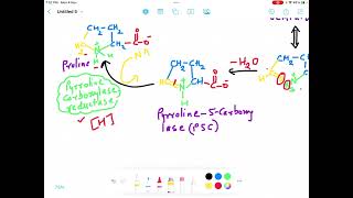 Proline Biosynthesis Pathway Enzymes and Biological Importance [upl. by Sremmus]