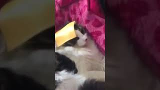 Cats vs Cheese [upl. by Gerladina]