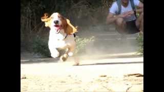 Basset Hound  Test Speed Slow Motion [upl. by Rattray]