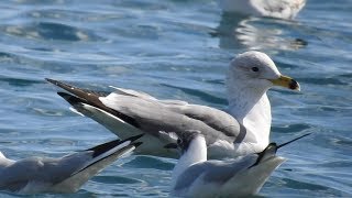 Armenian Gull Larus armenicus 4cy in flight [upl. by Gnilrac]