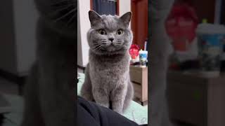 Compilation to proof that cat is squeezable which one is your favoritecat funny catsofyoutube [upl. by Yedorb]