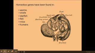 611 Cellular control c The genetic control of the development of body plans [upl. by Attekram]