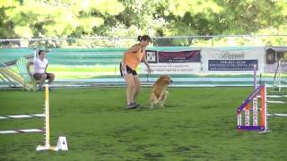 CPE Agility Jumpers Level 1 1st run [upl. by Eirojam]