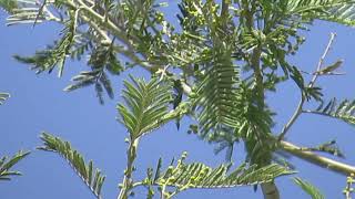 Acacia Dealbata Acacia dealbata La Paz Bolivia [upl. by Columba]