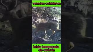 Temporada de venado colablanca naturaleza wildlife venados [upl. by Aerised]