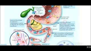 vitamin b12 absorption  function causes of deficiency [upl. by Forras15]