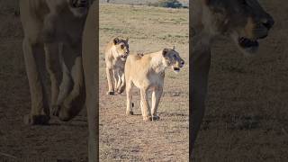 Maasai Mara Wildlife Sightings Today 091124  Zebra Plains  ShortsAfrica [upl. by Notlok]