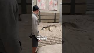 My dog does not agree with the vet dog dogs husky huskies cute video [upl. by Sirdi564]