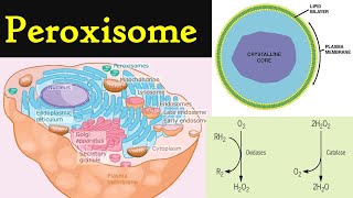 Peroxisome  structure and functions of Peroxisome  Cell organelles peroxisomes [upl. by Namurt]