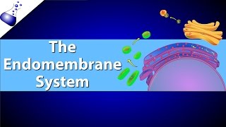 The Endomembrane System [upl. by Carroll]