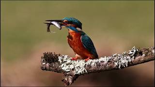 THINGS to KNOW about KINGFISHER Birds [upl. by Kurys]