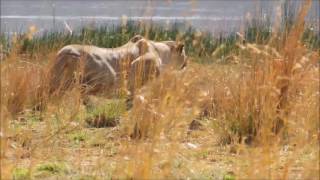 Lion kill Zebra in Pilanesberg National Park [upl. by Ilzel]