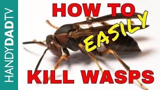 How to Kill Wasps the Easy Way [upl. by Ayadahs]