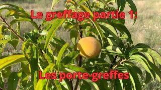 Le greffage partie 1 les porte greffes [upl. by Erehs]