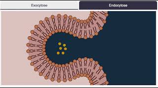 Endocytose exocytose [upl. by Eigriv788]