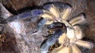 Monocentropus Balfouri Tarantula Communal Feeding [upl. by Body]