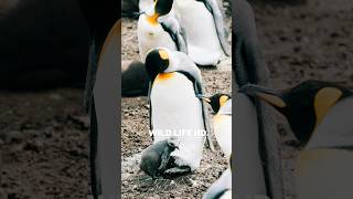 Gentoo Penguins are the fastest of all penguin species [upl. by Mathews]