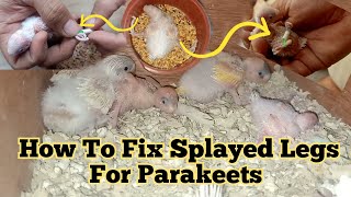 HOW TO FIX SPLAYED LEGS FOR PARAKEETS [upl. by Sherrard]