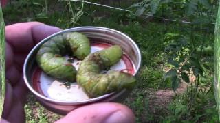 Tomato Cutworms [upl. by Firman845]