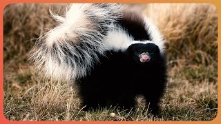 Why Do Skunks Smell So Awful  Animal Armoury  Real Wild [upl. by Selig279]