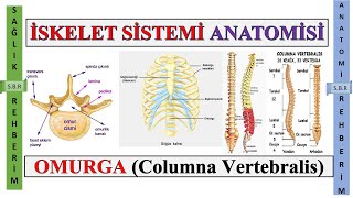 5İskelet Sistemi Anatomisi Omurgalar Columna Vertebralis Göğüs Kafesi Ossa Thoracicae Bölüm 5 [upl. by Petras788]