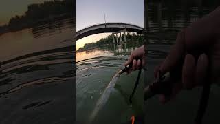 Releasing spotted gar in USA river Bass fishing Megabass shimano alligator gar catfish [upl. by Yllil]