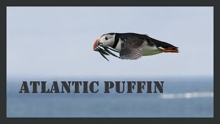 Atlantic puffin sounds on the cliff coast [upl. by Happ454]