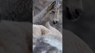 Ibex mountain king wildlife youtubeshorts [upl. by Barry]