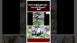 Panda danger incident attack On Zoo keeper  MediaFxApp [upl. by Tiga]