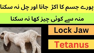 Tetanus causesymptomstreatment and control in sheepgoatcattlebuffalohorse  Dr Muhammad Saif [upl. by Jillene458]