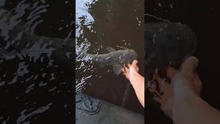 Sumec junior na vábničku 🤩🎣 fishing catfish ryba nature river shorts [upl. by Docia721]